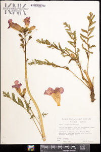 Incarvillea delavayi image