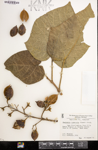 Paulownia tomentosa image