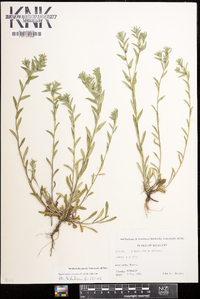 Buglossoides arvensis image