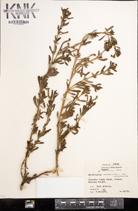Heliotropium curassavicum var. curassavicum image