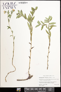 Lithospermum canescens image