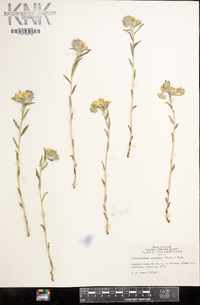 Lithospermum canescens image