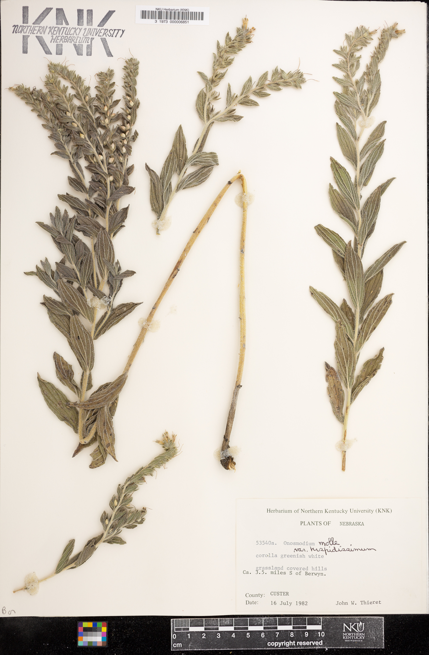 Lithospermum parviflorum image