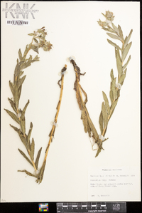 Lithospermum molle image