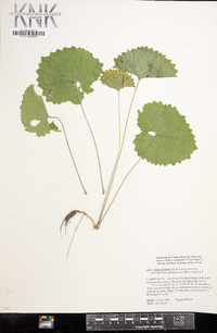 Alliaria petiolata image