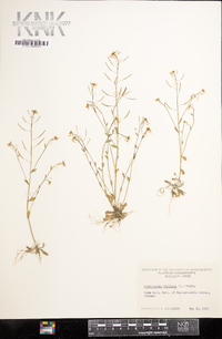 Arabidopsis thaliana image