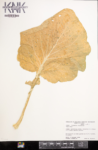 Brassica chinensis image