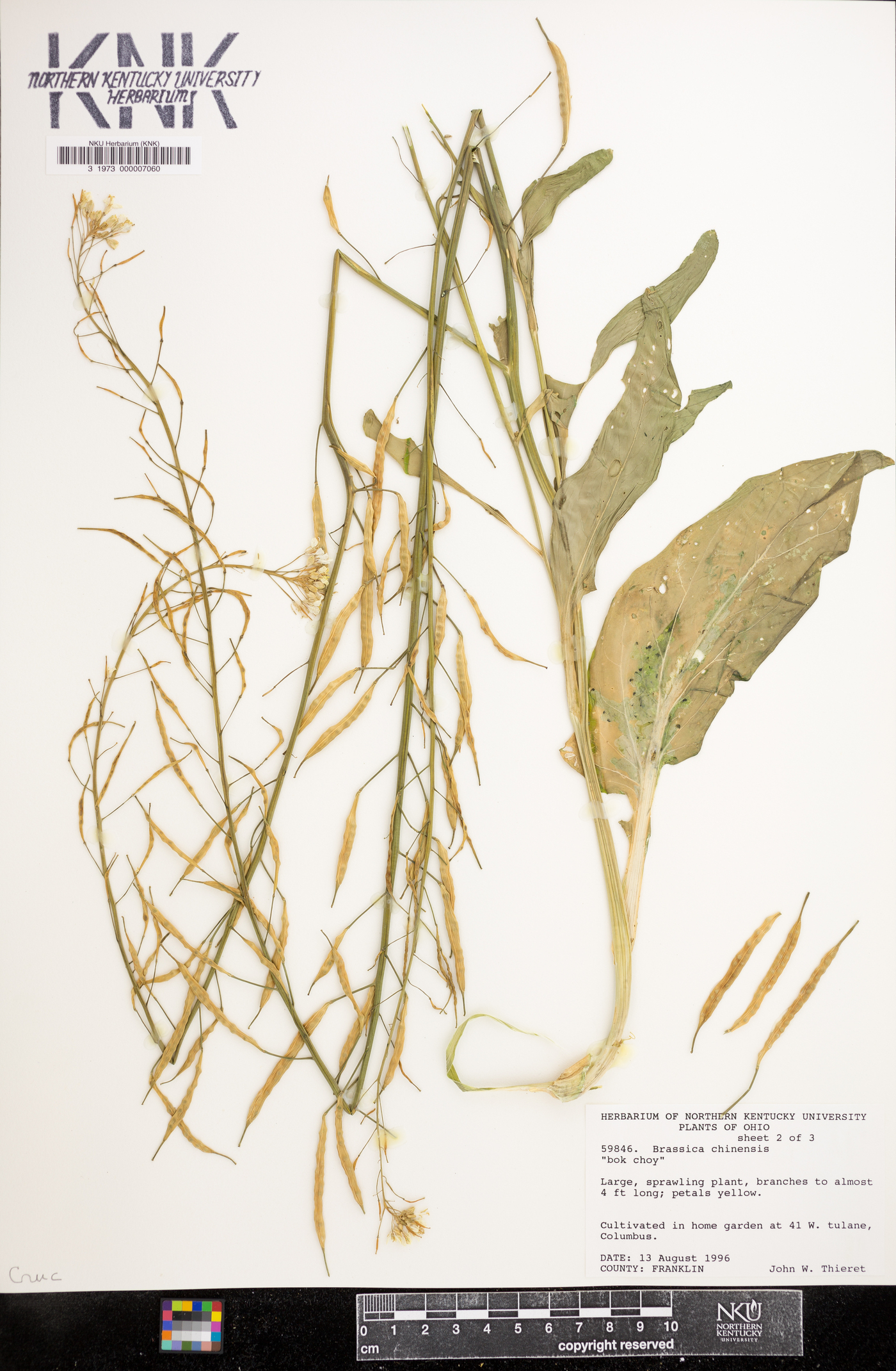 Brassica chinensis image