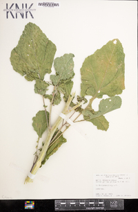 Brassica nigra image