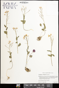 Cardamine douglassii image