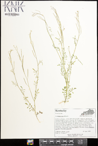 Cardamine parviflora image