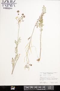 Cardamine pratensis image