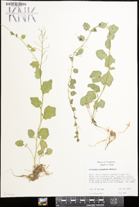 Cardamine rotundifolia image