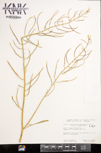 Coincya monensis subsp. recurvata image