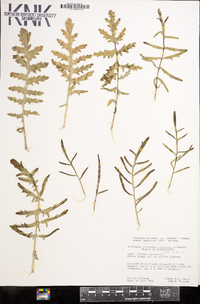 Coincya monensis image