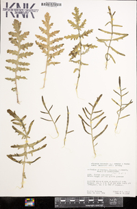 Coincya monensis subsp. recurvata image