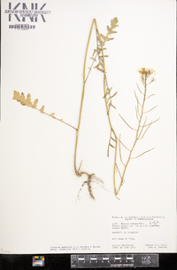 Coincya monensis subsp. recurvata image