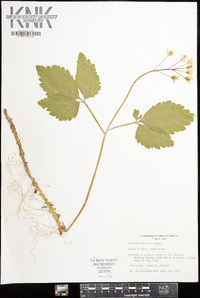 Cardamine diphylla image