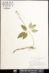 Cardamine diphylla image