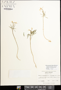 Cardamine dissecta image