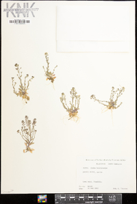 Draba brachycarpa image