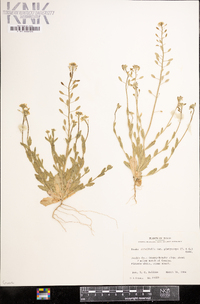 Draba cuneifolia image