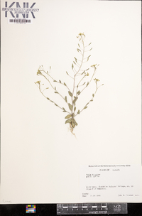 Draba nemorosa image