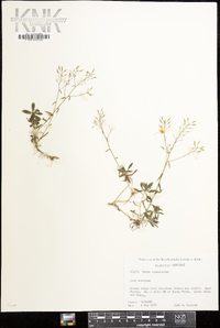 Draba ramosissima image