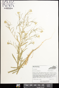 Erysimum repandum image