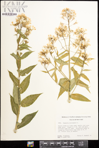 Hesperis matronalis image