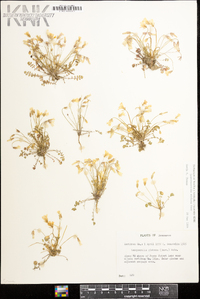 Leavenworthia stylosa image