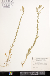 Lepidium campestre image