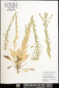 Lepidium campestre image