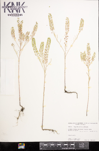 Lepidium densiflorum image