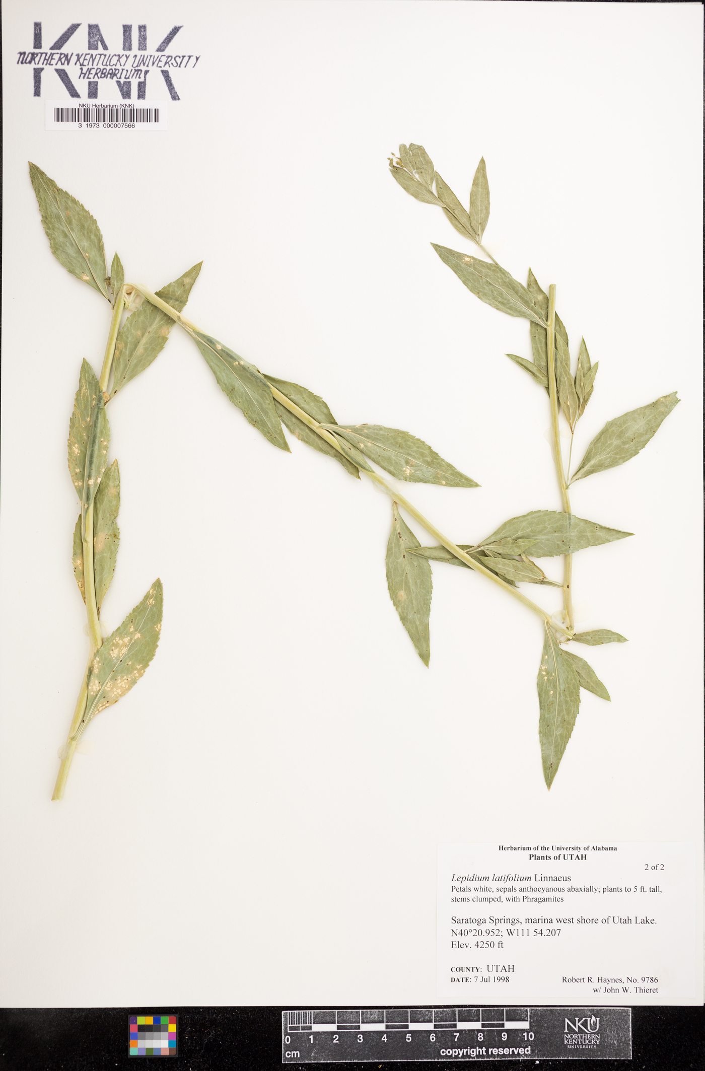 Lepidium latifolium image
