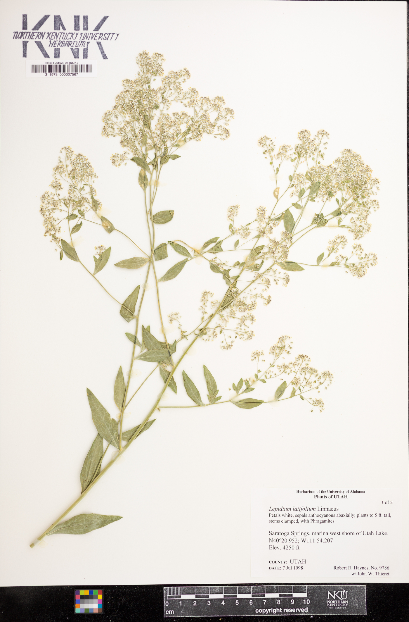 Lepidium latifolium image