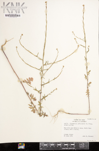 Sisymbrium officinale image