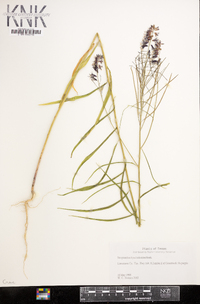 Streptanthus hyacinthoides image