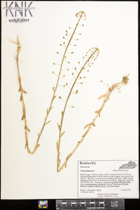 Thlaspi alliaceum image