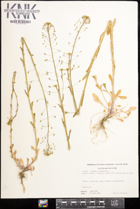 Thlaspi alliaceum image