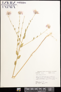 Warea sessilifolia image