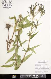 Verbena hastata image