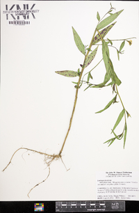 Ludwigia decurrens image