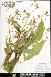 Verbesina alternifolia image