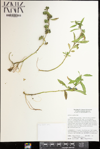 Hydrolea uniflora image