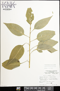 Campanulastrum americanum image