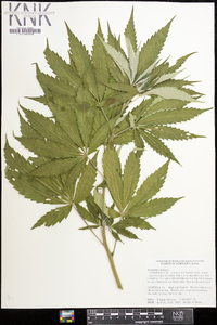 Cannabis sativa image