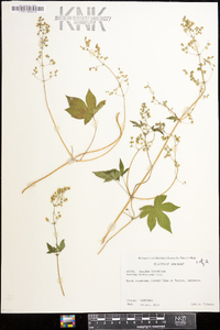 Humulus japonicus image