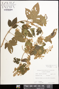 Humulus lupulus image