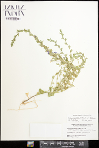 Triodanis perfoliata subsp. biflora image